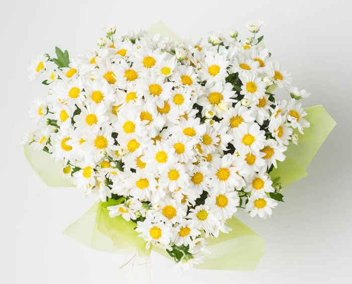Margaridas Plantadas